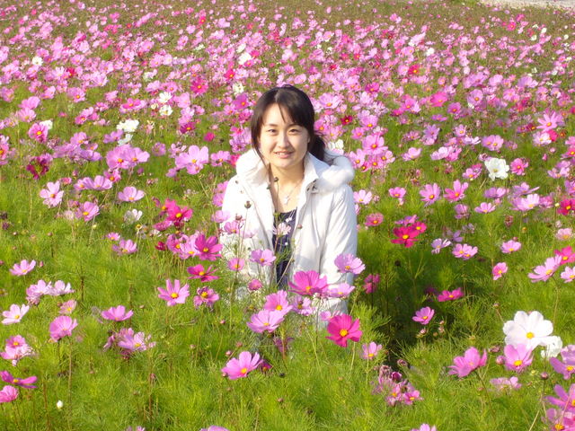 菊花海