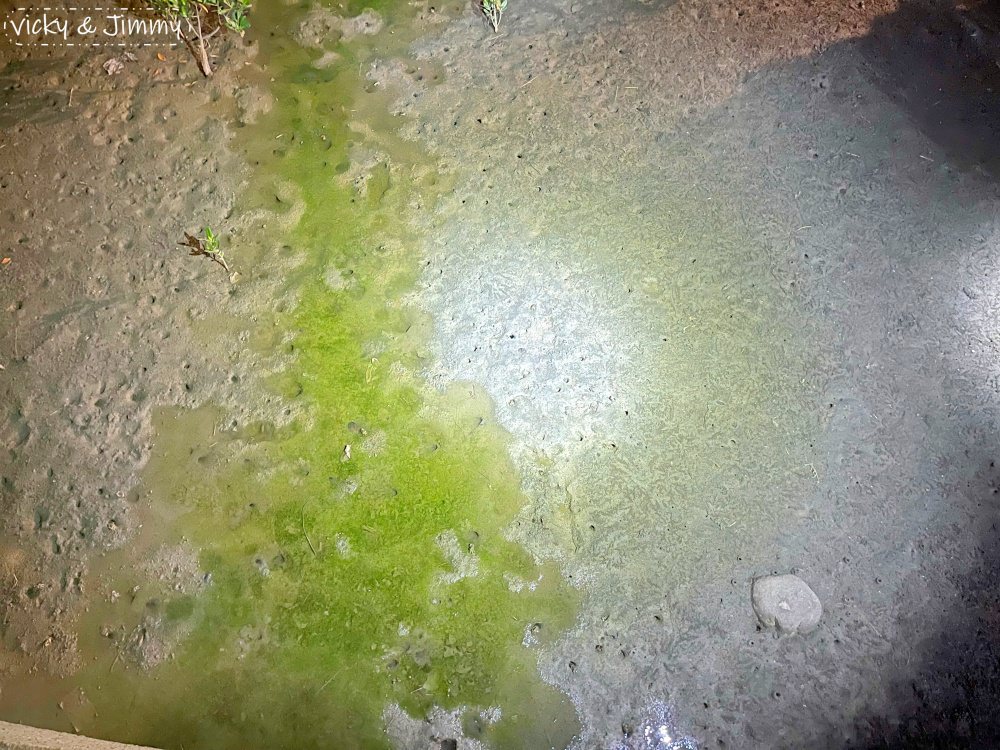 台中豪華露營┃蟬說：夕陽漫漫。豪華露營，一卡皮箱就可以GO!! 鄰近高美濕地，餐餐都有海鮮可以吃，早晚餐都無可挑剔!