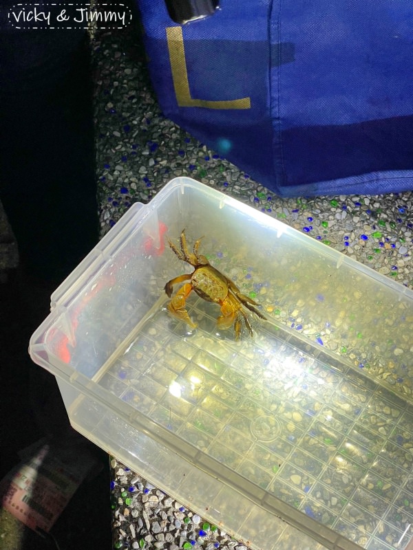 台中豪華露營┃蟬說：夕陽漫漫。豪華露營，一卡皮箱就可以GO!! 鄰近高美濕地，餐餐都有海鮮可以吃，早晚餐都無可挑剔!