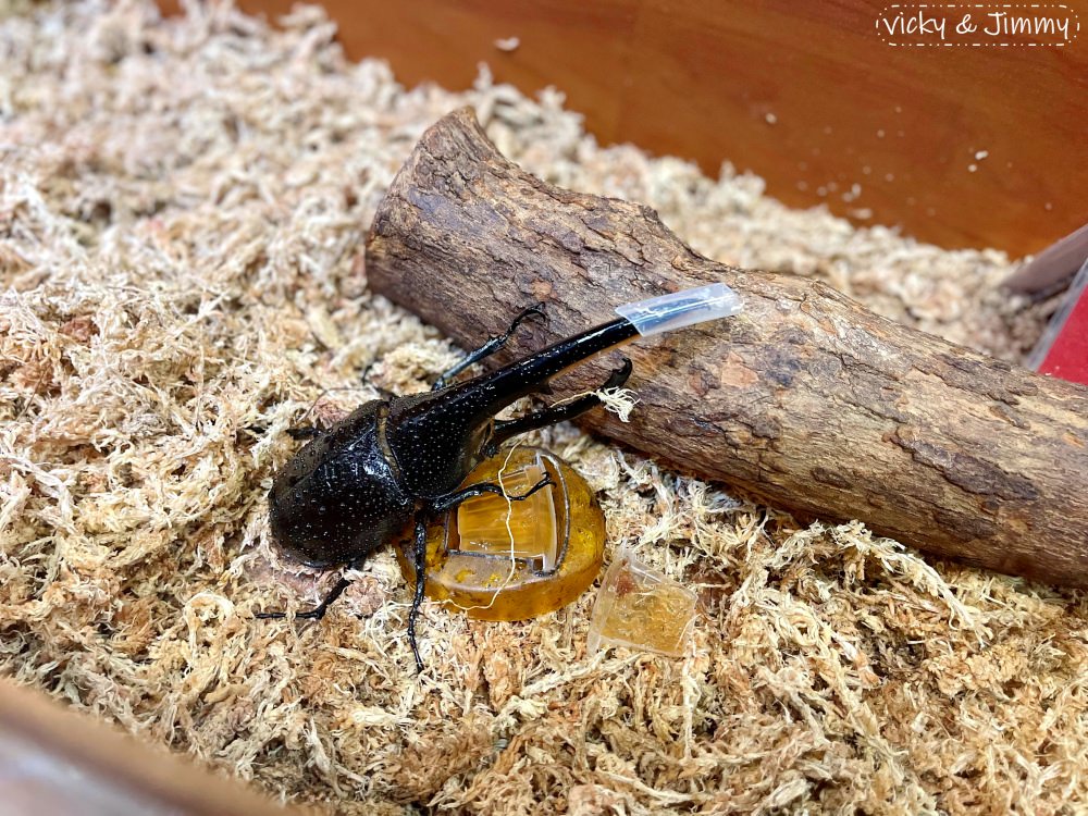 嘉義親子景點┃新嘉大昆蟲館。14倍大的昆蟲仿真模型,好像來到巨人國!!甲蟲控的天堂,還有網美ig打卡景點!! - 第12張圖 嘉義親子景點┃新嘉大昆蟲館。14倍大的昆蟲仿真模型,好像來到巨人國!!甲蟲控的天堂,還有網美ig打卡景點!!