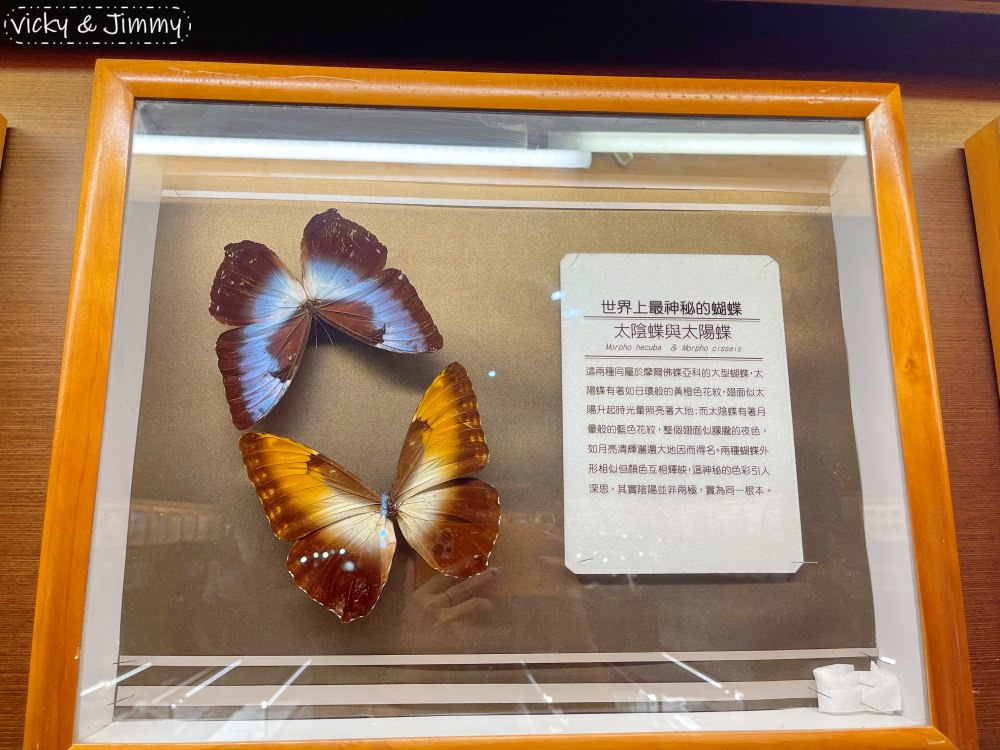 嘉義親子景點┃新嘉大昆蟲館。14倍大的昆蟲仿真模型,好像來到巨人國!!甲蟲控的天堂,還有網美ig打卡景點!! - 第37張圖 嘉義親子景點┃新嘉大昆蟲館。14倍大的昆蟲仿真模型,好像來到巨人國!!甲蟲控的天堂,還有網美ig打卡景點!!
