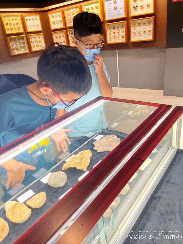 嘉義親子景點┃新嘉大昆蟲館。14倍大的昆蟲仿真模型,好像來到巨人國!!甲蟲控的天堂,還有網美ig打卡景點!! - 第38張圖 嘉義親子景點┃新嘉大昆蟲館。14倍大的昆蟲仿真模型,好像來到巨人國!!甲蟲控的天堂,還有網美ig打卡景點!!