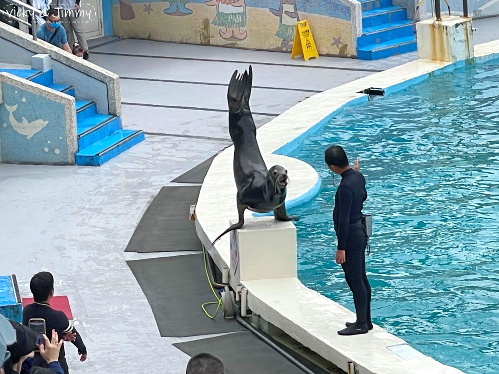 新北萬里┃野柳海洋世界。猛男跳水秀、海獅海豚表演,也可以跟海豚親親喔!!! - 第14張圖 新北萬里┃野柳海洋世界。猛男跳水秀、海獅海豚表演,也可以跟海豚親親喔!!!