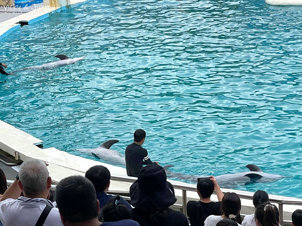 新北萬里┃野柳海洋世界。猛男跳水秀、海獅海豚表演,也可以跟海豚親親喔!!! - 第17張圖 新北萬里┃野柳海洋世界。猛男跳水秀、海獅海豚表演,也可以跟海豚親親喔!!!