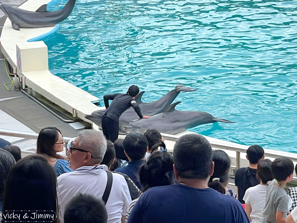 新北萬里┃野柳海洋世界。猛男跳水秀、海獅海豚表演,也可以跟海豚親親喔!!! - 第18張圖 新北萬里┃野柳海洋世界。猛男跳水秀、海獅海豚表演,也可以跟海豚親親喔!!!