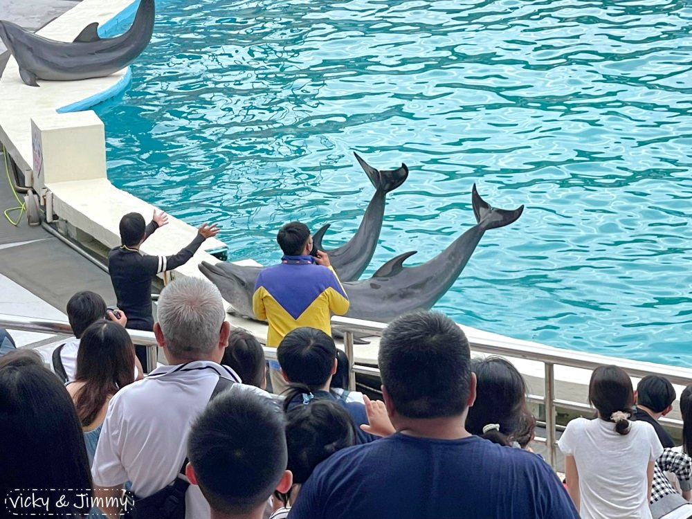 新北萬里┃野柳海洋世界。猛男跳水秀、海獅海豚表演,也可以跟海豚親親喔!!! - 第19張圖 新北萬里┃野柳海洋世界。猛男跳水秀、海獅海豚表演,也可以跟海豚親親喔!!!