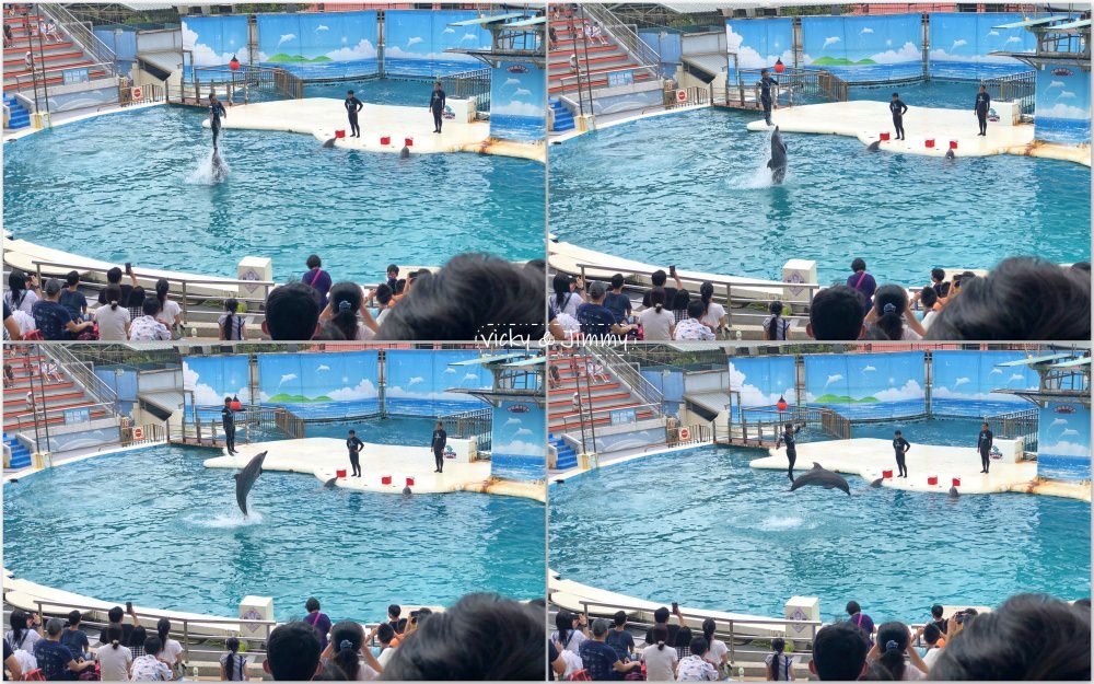 新北萬里┃野柳海洋世界。猛男跳水秀、海獅海豚表演,也可以跟海豚親親喔!!! - 第20張圖 新北萬里┃野柳海洋世界。猛男跳水秀、海獅海豚表演,也可以跟海豚親親喔!!!