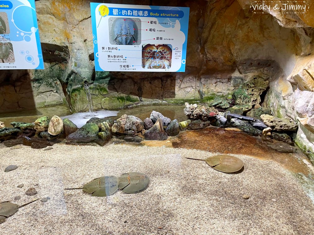新北萬里┃野柳海洋世界。猛男跳水秀、海獅海豚表演,也可以跟海豚親親喔!!! - 第28張圖 新北萬里┃野柳海洋世界。猛男跳水秀、海獅海豚表演,也可以跟海豚親親喔!!!