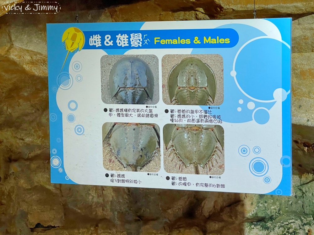 新北萬里┃野柳海洋世界。猛男跳水秀、海獅海豚表演,也可以跟海豚親親喔!!! - 第30張圖 新北萬里┃野柳海洋世界。猛男跳水秀、海獅海豚表演,也可以跟海豚親親喔!!!