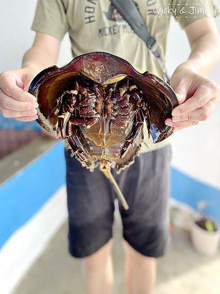 新北萬里┃野柳海洋世界。猛男跳水秀、海獅海豚表演,也可以跟海豚親親喔!!! - 第29張圖 新北萬里┃野柳海洋世界。猛男跳水秀、海獅海豚表演,也可以跟海豚親親喔!!!