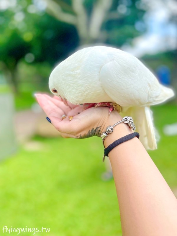 嘉義中埔┃獨角仙休閒農場。滑草、餵鴿子、釣螯蝦，認識昆蟲，這裡通通都有!!(目前票價為150/人)