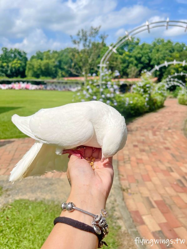 嘉義中埔┃獨角仙休閒農場。滑草、餵鴿子、釣螯蝦，認識昆蟲，這裡通通都有!!(目前票價為150/人)