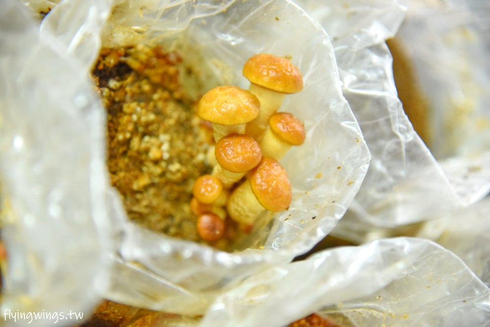 南投親子景點┃豐年靈芝菇類生態農場。2.0版菇菇農場,散客免入園費,採菇、披薩DIY、彩繪一次來! - 第55張圖 南投親子景點┃豐年靈芝菇類生態農場。2.0版菇菇農場,散客免入園費,採菇、披薩DIY、彩繪一次來!
