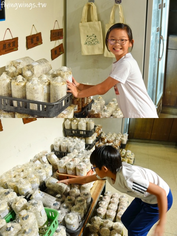 南投親子景點┃豐年靈芝菇類生態農場。2.0版菇菇農場,散客免入園費,採菇、披薩DIY、彩繪一次來! - 第86張圖 南投親子景點┃豐年靈芝菇類生態農場。2.0版菇菇農場,散客免入園費,採菇、披薩DIY、彩繪一次來!
