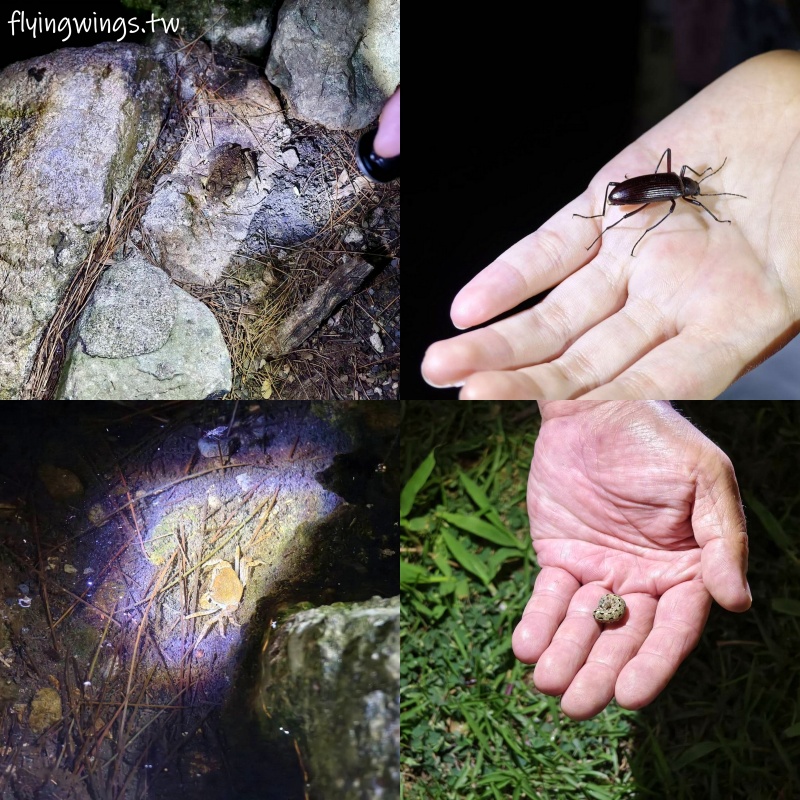 台中豪華露營┃蟬說：山中靜靜。豪華露營，一卡皮箱就可以GO!2024年下半年度住宿開賣囉!