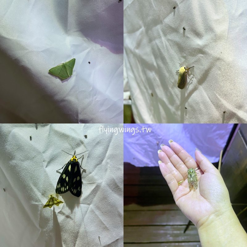 台中豪華露營┃蟬說：山中靜靜。豪華露營，一卡皮箱就可以GO!2024年下半年度住宿開賣囉!