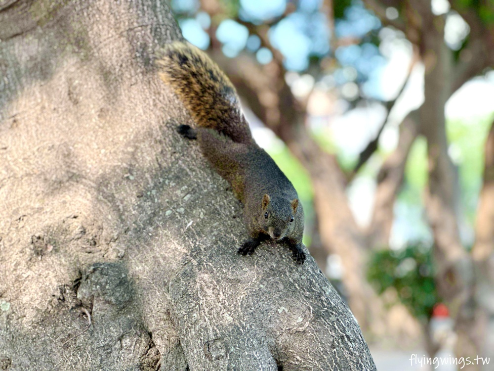 彰化親子┃金馬公園。彰化首座以編織網為主題的特色公園,小而美小而巧,還有很多小松鼠作陪! - 第22張圖 彰化親子┃金馬公園。彰化首座以編織網為主題的特色公園,小而美小而巧,還有很多小松鼠作陪!