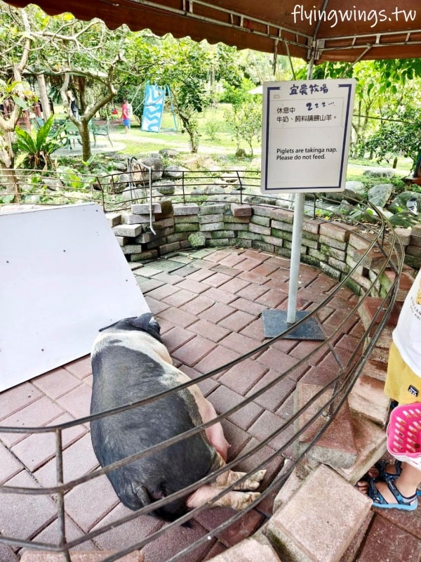 宜蘭冬山┃宜農牧場。乾淨沒什麼異味,有多種小動物可以餵食,寵物友善(需繫繩),門票含飲料與牧草飼料 - 第18張圖 宜蘭冬山┃宜農牧場。乾淨沒什麼異味,有多種小動物可以餵食,寵物友善(需繫繩),門票含飲料與牧草飼料