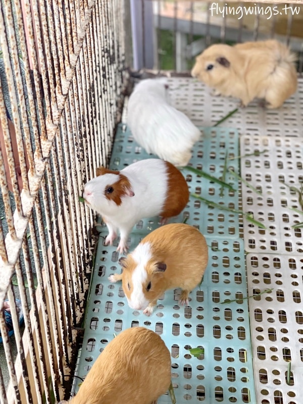 宜蘭冬山┃宜農牧場。乾淨沒什麼異味,有多種小動物可以餵食,寵物友善(需繫繩),門票含飲料與牧草飼料 - 第20張圖 宜蘭冬山┃宜農牧場。乾淨沒什麼異味,有多種小動物可以餵食,寵物友善(需繫繩),門票含飲料與牧草飼料