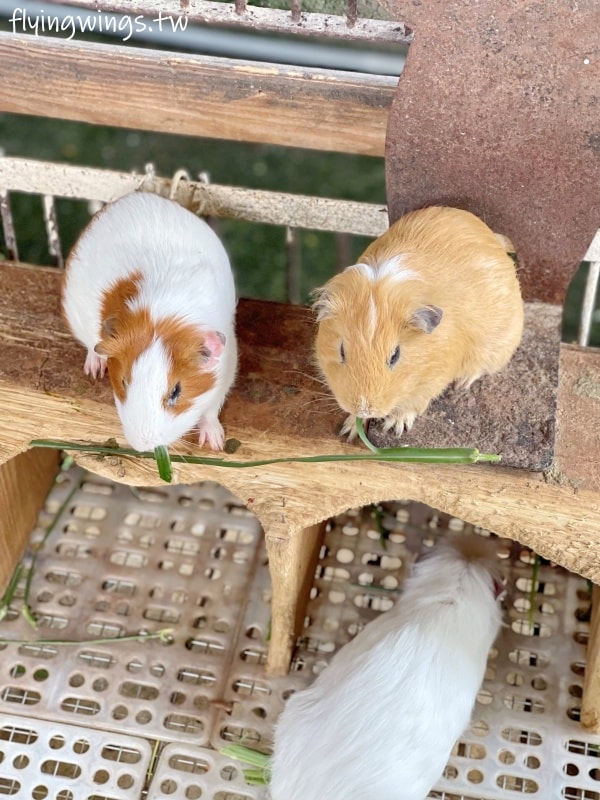 宜蘭冬山┃宜農牧場。乾淨沒什麼異味,有多種小動物可以餵食,寵物友善(需繫繩),門票含飲料與牧草飼料 - 第22張圖 宜蘭冬山┃宜農牧場。乾淨沒什麼異味,有多種小動物可以餵食,寵物友善(需繫繩),門票含飲料與牧草飼料