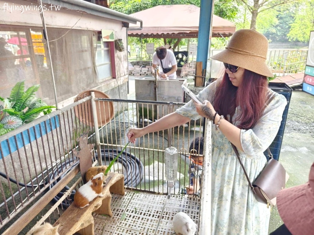 宜蘭冬山┃宜農牧場。乾淨沒什麼異味,有多種小動物可以餵食,寵物友善(需繫繩),門票含飲料與牧草飼料 - 第23張圖 宜蘭冬山┃宜農牧場。乾淨沒什麼異味,有多種小動物可以餵食,寵物友善(需繫繩),門票含飲料與牧草飼料