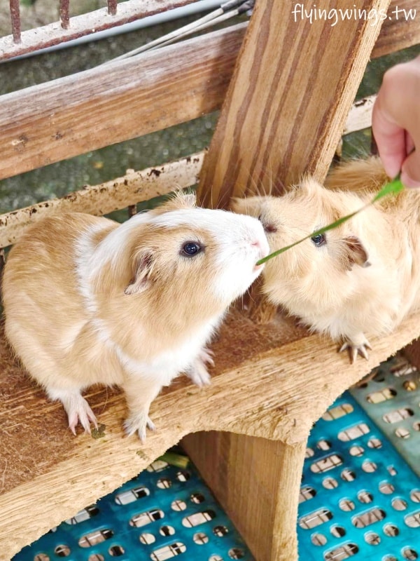 宜蘭冬山┃宜農牧場。乾淨沒什麼異味,有多種小動物可以餵食,寵物友善(需繫繩),門票含飲料與牧草飼料 - 第24張圖 宜蘭冬山┃宜農牧場。乾淨沒什麼異味,有多種小動物可以餵食,寵物友善(需繫繩),門票含飲料與牧草飼料