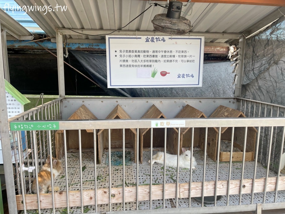 宜蘭冬山┃宜農牧場。乾淨沒什麼異味,有多種小動物可以餵食,寵物友善(需繫繩),門票含飲料與牧草飼料 - 第25張圖 宜蘭冬山┃宜農牧場。乾淨沒什麼異味,有多種小動物可以餵食,寵物友善(需繫繩),門票含飲料與牧草飼料