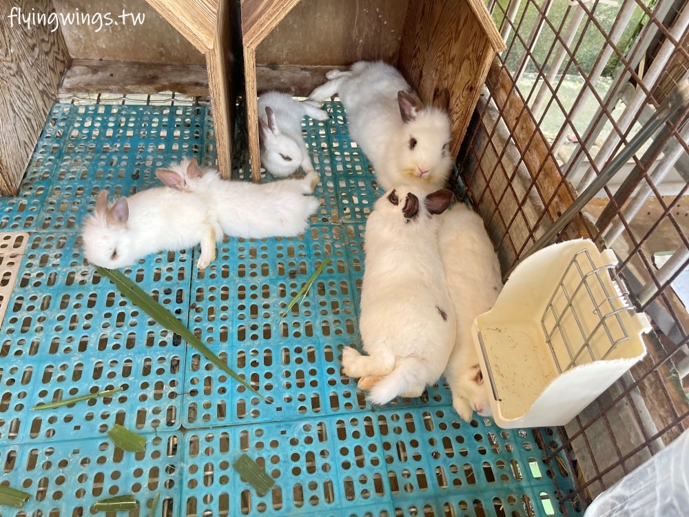 宜蘭冬山┃宜農牧場。乾淨沒什麼異味,有多種小動物可以餵食,寵物友善(需繫繩),門票含飲料與牧草飼料 - 第27張圖 宜蘭冬山┃宜農牧場。乾淨沒什麼異味,有多種小動物可以餵食,寵物友善(需繫繩),門票含飲料與牧草飼料