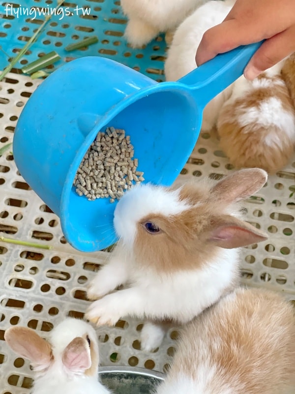 宜蘭冬山┃宜農牧場。乾淨沒什麼異味,有多種小動物可以餵食,寵物友善(需繫繩),門票含飲料與牧草飼料 - 第29張圖 宜蘭冬山┃宜農牧場。乾淨沒什麼異味,有多種小動物可以餵食,寵物友善(需繫繩),門票含飲料與牧草飼料