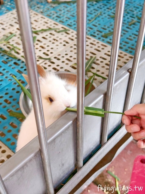 宜蘭冬山┃宜農牧場。乾淨沒什麼異味,有多種小動物可以餵食,寵物友善(需繫繩),門票含飲料與牧草飼料 - 第30張圖 宜蘭冬山┃宜農牧場。乾淨沒什麼異味,有多種小動物可以餵食,寵物友善(需繫繩),門票含飲料與牧草飼料