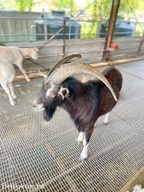 宜蘭冬山┃宜農牧場。乾淨沒什麼異味,有多種小動物可以餵食,寵物友善(需繫繩),門票含飲料與牧草飼料 - 第33張圖 宜蘭冬山┃宜農牧場。乾淨沒什麼異味,有多種小動物可以餵食,寵物友善(需繫繩),門票含飲料與牧草飼料