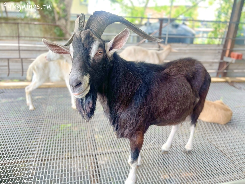 宜蘭冬山┃宜農牧場。乾淨沒什麼異味,有多種小動物可以餵食,寵物友善(需繫繩),門票含飲料與牧草飼料 - 第34張圖 宜蘭冬山┃宜農牧場。乾淨沒什麼異味,有多種小動物可以餵食,寵物友善(需繫繩),門票含飲料與牧草飼料