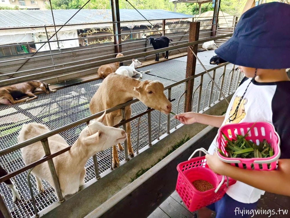 宜蘭冬山┃宜農牧場。乾淨沒什麼異味,有多種小動物可以餵食,寵物友善(需繫繩),門票含飲料與牧草飼料 - 第35張圖 宜蘭冬山┃宜農牧場。乾淨沒什麼異味,有多種小動物可以餵食,寵物友善(需繫繩),門票含飲料與牧草飼料