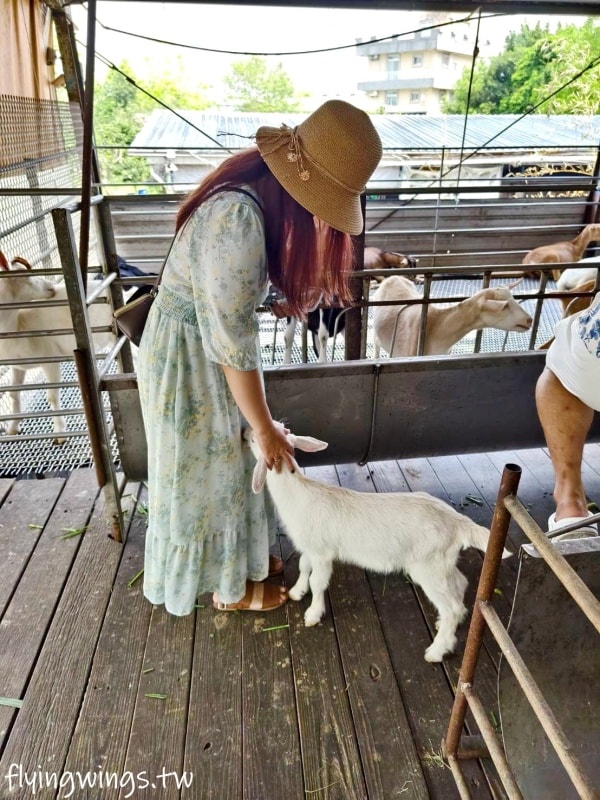 宜蘭冬山┃宜農牧場。乾淨沒什麼異味,有多種小動物可以餵食,寵物友善(需繫繩),門票含飲料與牧草飼料 - 第36張圖 宜蘭冬山┃宜農牧場。乾淨沒什麼異味,有多種小動物可以餵食,寵物友善(需繫繩),門票含飲料與牧草飼料