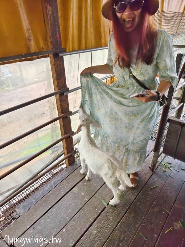 宜蘭冬山┃宜農牧場。乾淨沒什麼異味,有多種小動物可以餵食,寵物友善(需繫繩),門票含飲料與牧草飼料 - 第37張圖 宜蘭冬山┃宜農牧場。乾淨沒什麼異味,有多種小動物可以餵食,寵物友善(需繫繩),門票含飲料與牧草飼料
