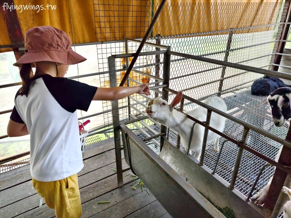 宜蘭冬山┃宜農牧場。乾淨沒什麼異味,有多種小動物可以餵食,寵物友善(需繫繩),門票含飲料與牧草飼料 - 第38張圖 宜蘭冬山┃宜農牧場。乾淨沒什麼異味,有多種小動物可以餵食,寵物友善(需繫繩),門票含飲料與牧草飼料