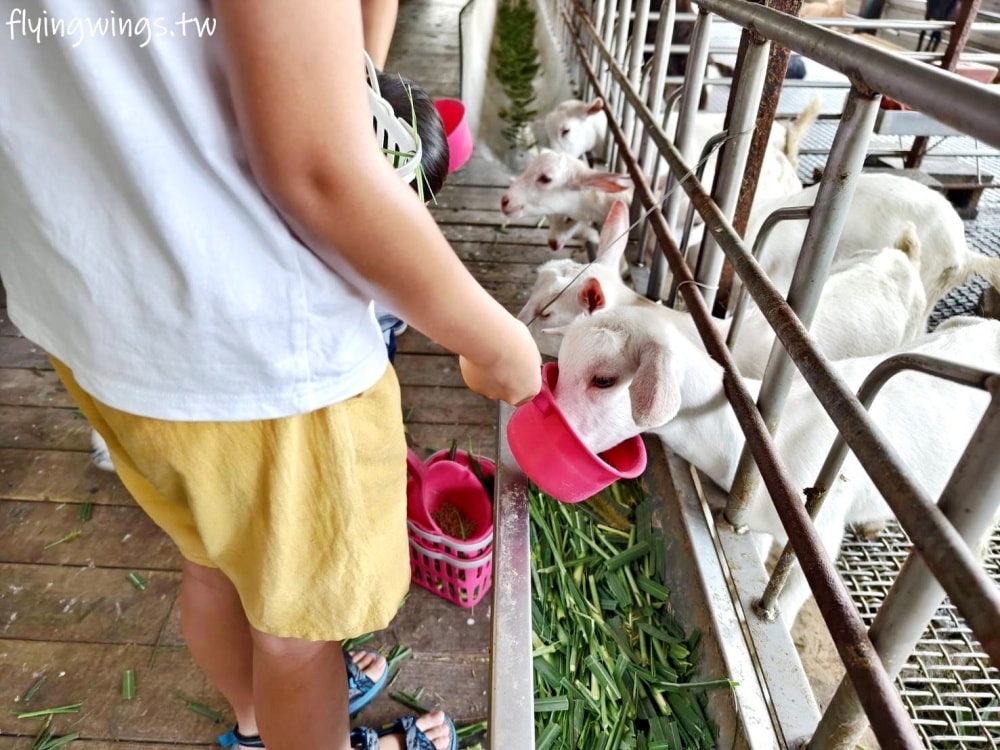 宜蘭冬山┃宜農牧場。乾淨沒什麼異味,有多種小動物可以餵食,寵物友善(需繫繩),門票含飲料與牧草飼料 - 第39張圖 宜蘭冬山┃宜農牧場。乾淨沒什麼異味,有多種小動物可以餵食,寵物友善(需繫繩),門票含飲料與牧草飼料