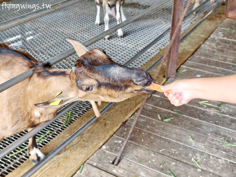 宜蘭冬山┃宜農牧場。乾淨沒什麼異味,有多種小動物可以餵食,寵物友善(需繫繩),門票含飲料與牧草飼料 - 第40張圖 宜蘭冬山┃宜農牧場。乾淨沒什麼異味,有多種小動物可以餵食,寵物友善(需繫繩),門票含飲料與牧草飼料