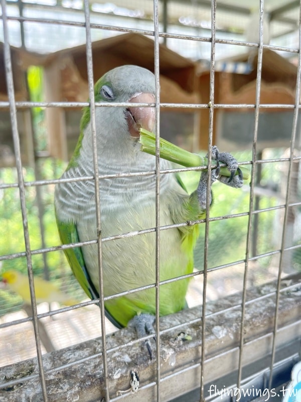 宜蘭冬山┃宜農牧場。乾淨沒什麼異味,有多種小動物可以餵食,寵物友善(需繫繩),門票含飲料與牧草飼料 - 第46張圖 宜蘭冬山┃宜農牧場。乾淨沒什麼異味,有多種小動物可以餵食,寵物友善(需繫繩),門票含飲料與牧草飼料