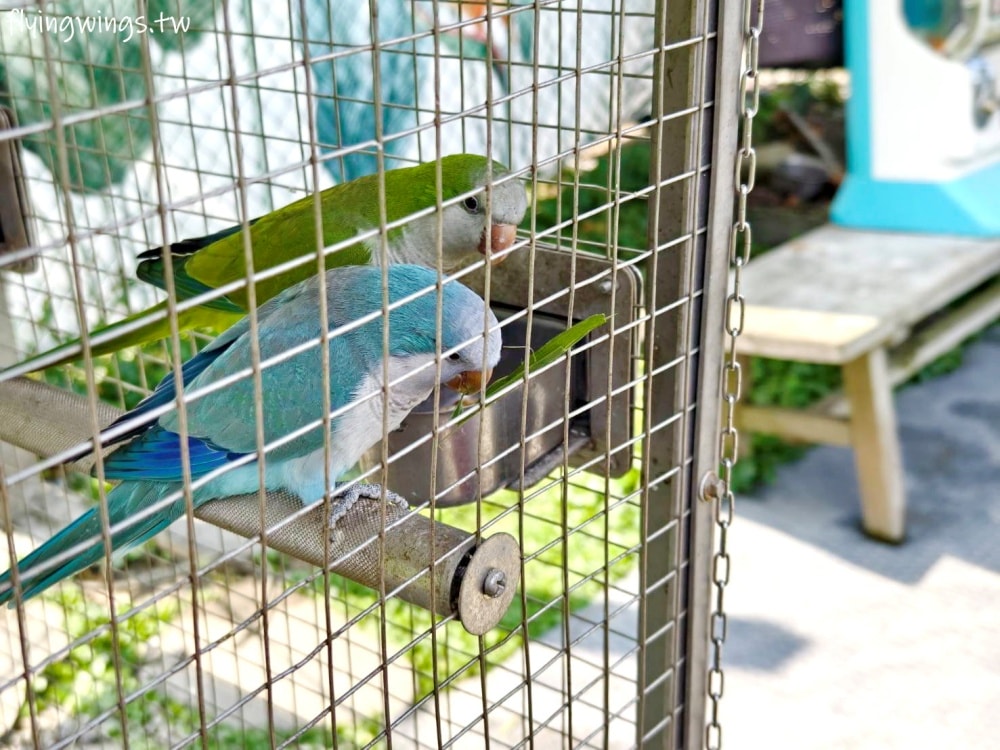宜蘭冬山┃宜農牧場。乾淨沒什麼異味,有多種小動物可以餵食,寵物友善(需繫繩),門票含飲料與牧草飼料 - 第47張圖 宜蘭冬山┃宜農牧場。乾淨沒什麼異味,有多種小動物可以餵食,寵物友善(需繫繩),門票含飲料與牧草飼料