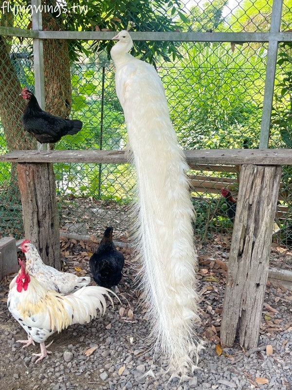 宜蘭冬山┃宜農牧場。乾淨沒什麼異味,有多種小動物可以餵食,寵物友善(需繫繩),門票含飲料與牧草飼料 - 第48張圖 宜蘭冬山┃宜農牧場。乾淨沒什麼異味,有多種小動物可以餵食,寵物友善(需繫繩),門票含飲料與牧草飼料