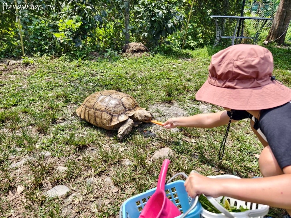 宜蘭冬山┃宜農牧場。乾淨沒什麼異味,有多種小動物可以餵食,寵物友善(需繫繩),門票含飲料與牧草飼料 - 第49張圖 宜蘭冬山┃宜農牧場。乾淨沒什麼異味,有多種小動物可以餵食,寵物友善(需繫繩),門票含飲料與牧草飼料