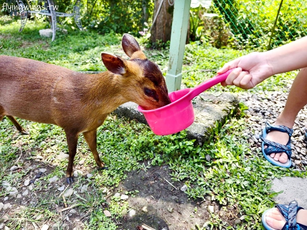 宜蘭冬山┃宜農牧場。乾淨沒什麼異味,有多種小動物可以餵食,寵物友善(需繫繩),門票含飲料與牧草飼料 - 第51張圖 宜蘭冬山┃宜農牧場。乾淨沒什麼異味,有多種小動物可以餵食,寵物友善(需繫繩),門票含飲料與牧草飼料