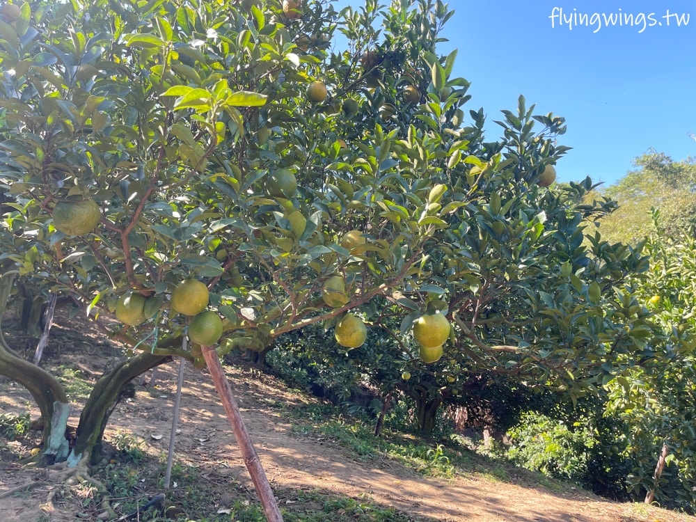 大坑柑橘┃東昇柑橘觀光果園。入園費200元可抵100元,園區內任您橘子吃到飽,通通不用另外加錢!! - 第13張圖 大坑柑橘┃東昇柑橘觀光果園。入園費200元可抵100元,園區內任您橘子吃到飽,通通不用另外加錢!!