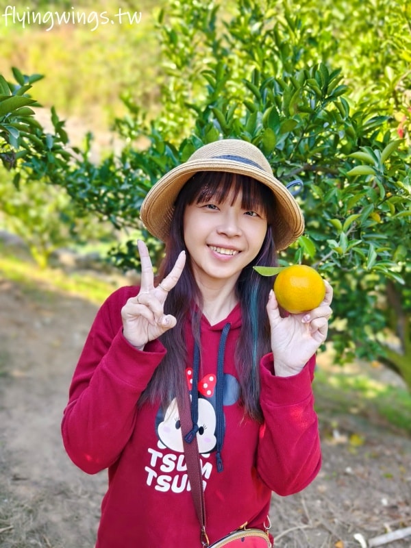 大坑柑橘┃東昇柑橘觀光果園。入園費200元可抵100元,園區內任您橘子吃到飽,通通不用另外加錢!! - 第17張圖 大坑柑橘┃東昇柑橘觀光果園。入園費200元可抵100元,園區內任您橘子吃到飽,通通不用另外加錢!!