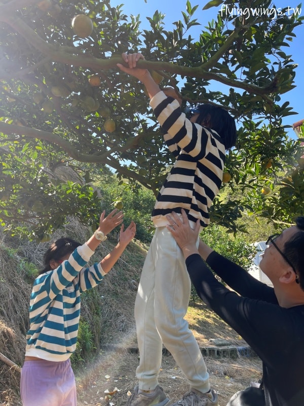 大坑柑橘┃東昇柑橘觀光果園。入園費200元可抵100元,園區內任您橘子吃到飽,通通不用另外加錢!! - 第22張圖 大坑柑橘┃東昇柑橘觀光果園。入園費200元可抵100元,園區內任您橘子吃到飽,通通不用另外加錢!!
