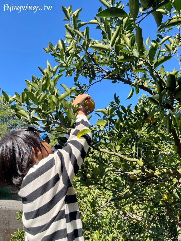 大坑柑橘┃東昇柑橘觀光果園。入園費200元可抵100元,園區內任您橘子吃到飽,通通不用另外加錢!! - 第25張圖 大坑柑橘┃東昇柑橘觀光果園。入園費200元可抵100元,園區內任您橘子吃到飽,通通不用另外加錢!!