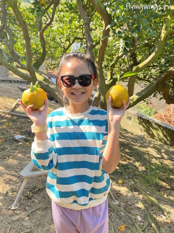 大坑柑橘┃東昇柑橘觀光果園。入園費200元可抵100元,園區內任您橘子吃到飽,通通不用另外加錢!! - 第28張圖 大坑柑橘┃東昇柑橘觀光果園。入園費200元可抵100元,園區內任您橘子吃到飽,通通不用另外加錢!!
