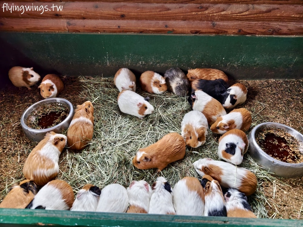 2024北九州自由行。九州自然動物公園。親手餵食肉食性動物，近距離接觸這實在太酷了!!