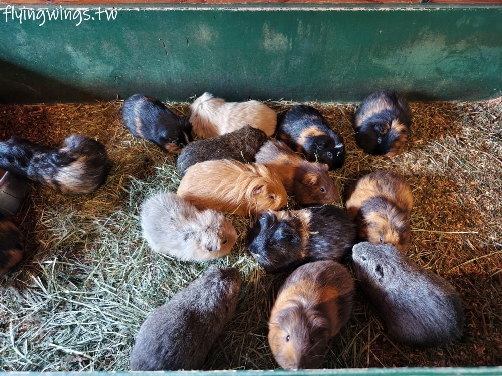 2024北九州自由行。九州自然動物公園。親手餵食肉食性動物，近距離接觸這實在太酷了!!